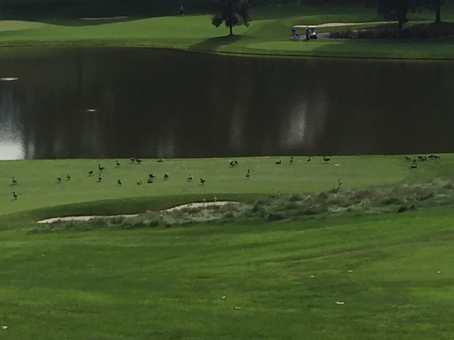 TPC River Highlands Hole #17, Geese In The Fairway