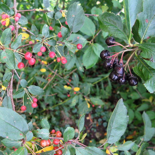 Cornelian Cherry & Black Chokeberry