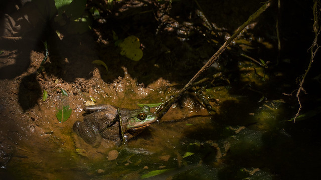 Frog in vernal pond