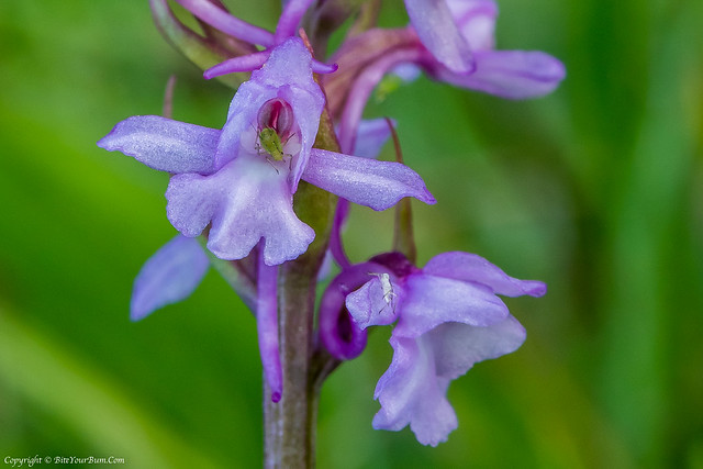 Chalk Fragrant Orchid (Gymnadenia conopsea)