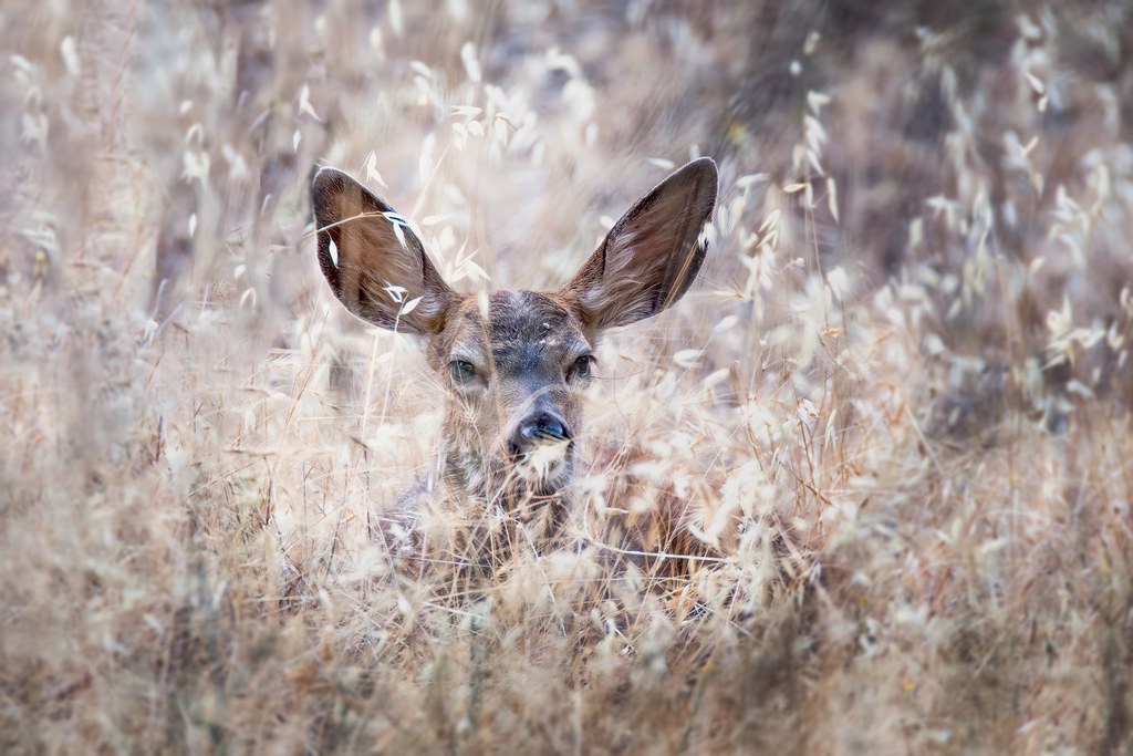 Bedded Fawn