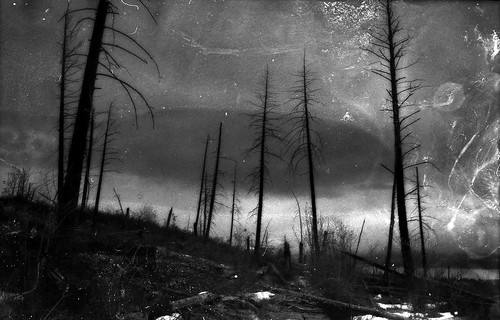 fallen hard times bw black white blackandwhite monochrome mono trees forest wilderness snow outside outdoors landscape forestscape environment terrain scenery scene view nature supernaturalbritishcolumbia britishcolumbia bc canada northamerica analog film texture beautiful cc crazy crusty 2022 job3025 soul grieved concept exploring expression experimental photography