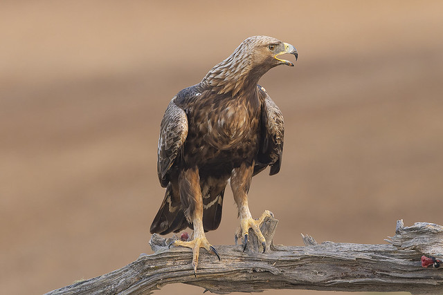 Golden Eagle (Aquila chrysaeto) @ Cantalejo Extremadura