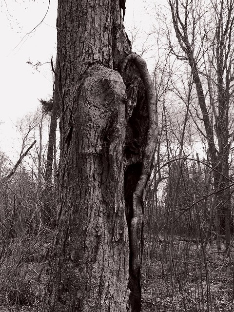 Tree with a ear shape scar on the waterfront trail of Lake Ontario in Squires beach , photograph converted to black and white using the Flickr Litho filter , Martin’s photographs , Pickering , Ontario , Canada , May 14. 2019