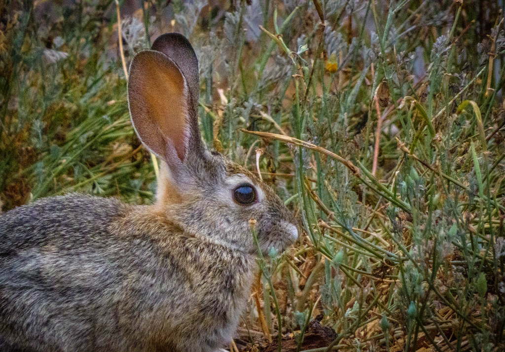 Rabbit | June 3, 2022: Rabbit at the California True Colors … | Flickr