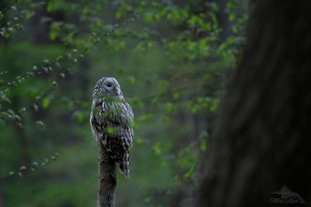 Puszczyk uralski/Ural Owl #6