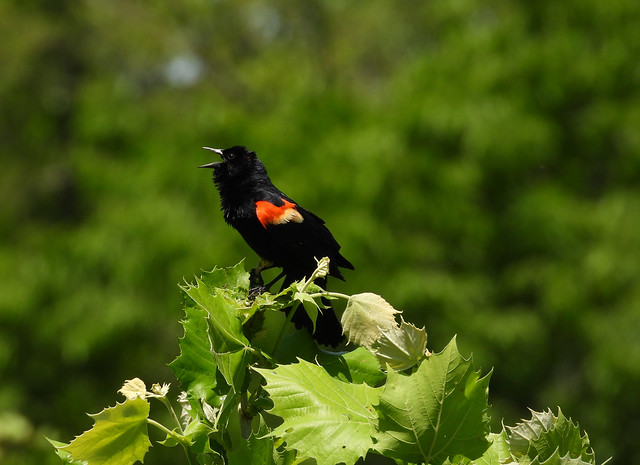 red-winged blackbird in song