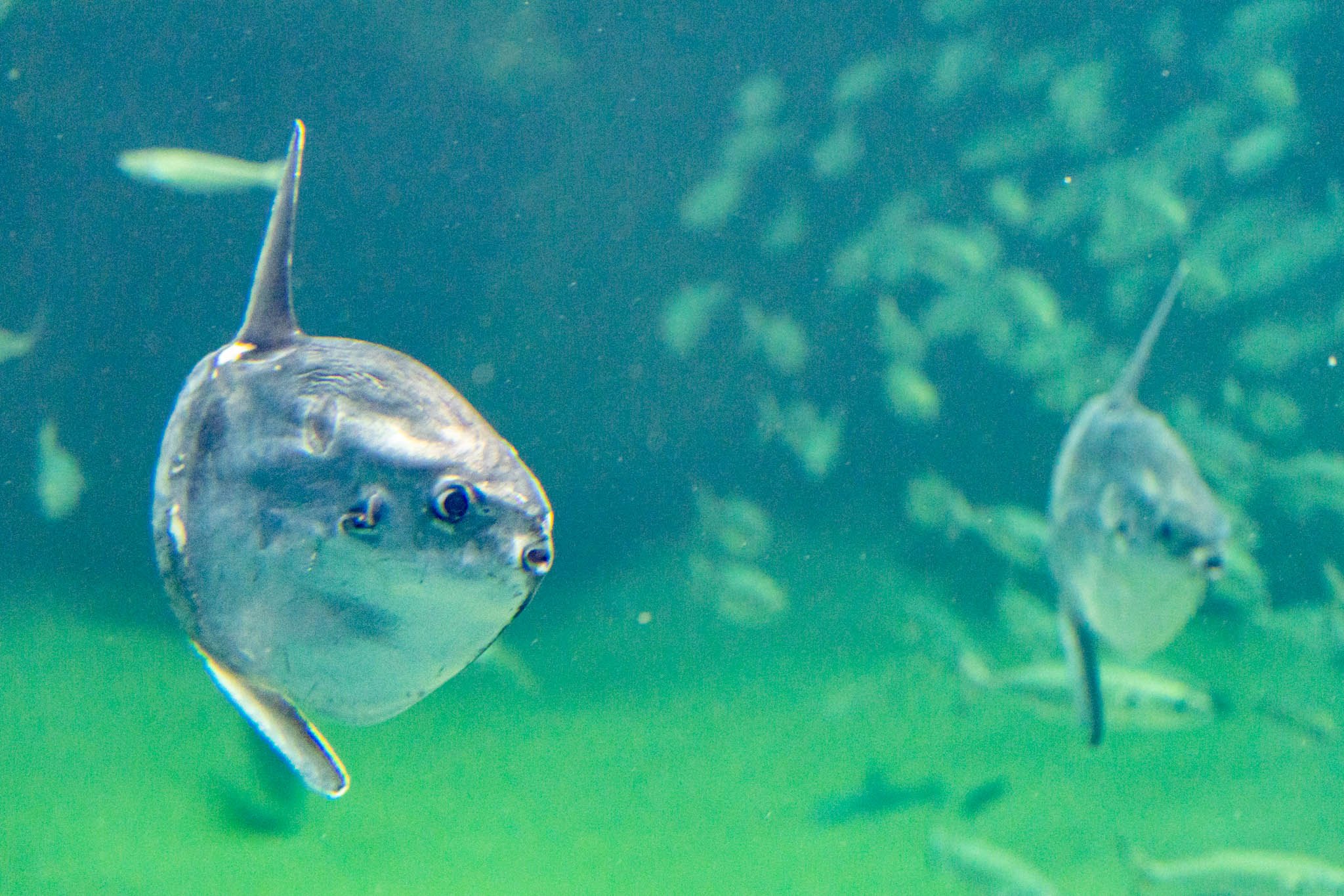 Mondfische in Hirtshals (DK)