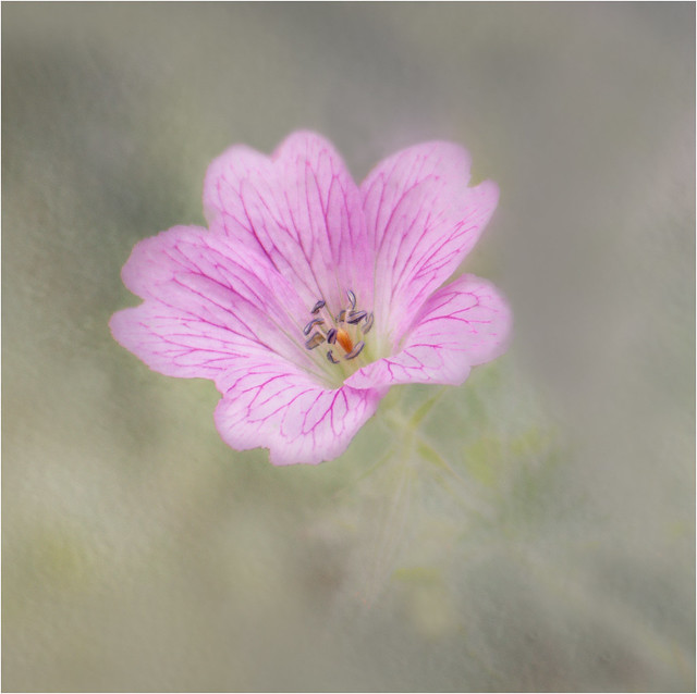 Pink Flower (textured)
