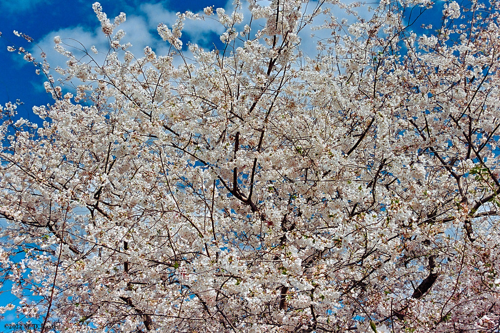 Cherry Blossom Emulsion