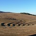 Pano' Landscape View from National Arboretum Canberra