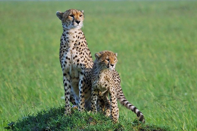 Mother Cheetah And Cub (Acinonyx jubatus)