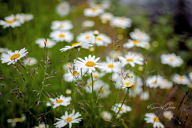 Z50_2904 - Canal Daisies