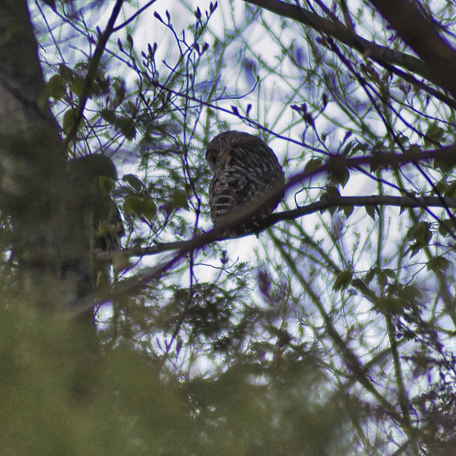 Two Barred Owls