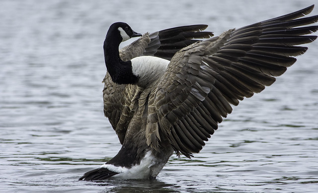 Canada Goose. - Stretch