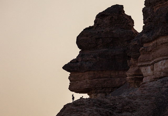 Face in the Rock & ibex