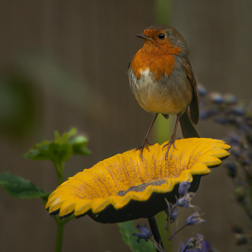 robin garden wildlife animalsinnature bird birdfeeding explore