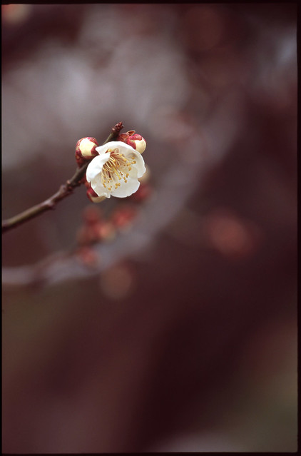Plum blossom in Koori Town,Fukushima Pref. 2022/03 No.1(taken by film camera).
