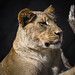 			<p><a href="https://www.flickr.com/people/154721682@N04/">Joseph Deems</a> posted a photo:</p>
	
<p><a href="https://www.flickr.com/photos/154721682@N04/52121674306/" title="Lioness"><img src="https://live.staticflickr.com/65535/52121674306_a646f8ba57_m.jpg" width="239" height="240" alt="Lioness" /></a></p>

<p>Dallas Zoo</p>