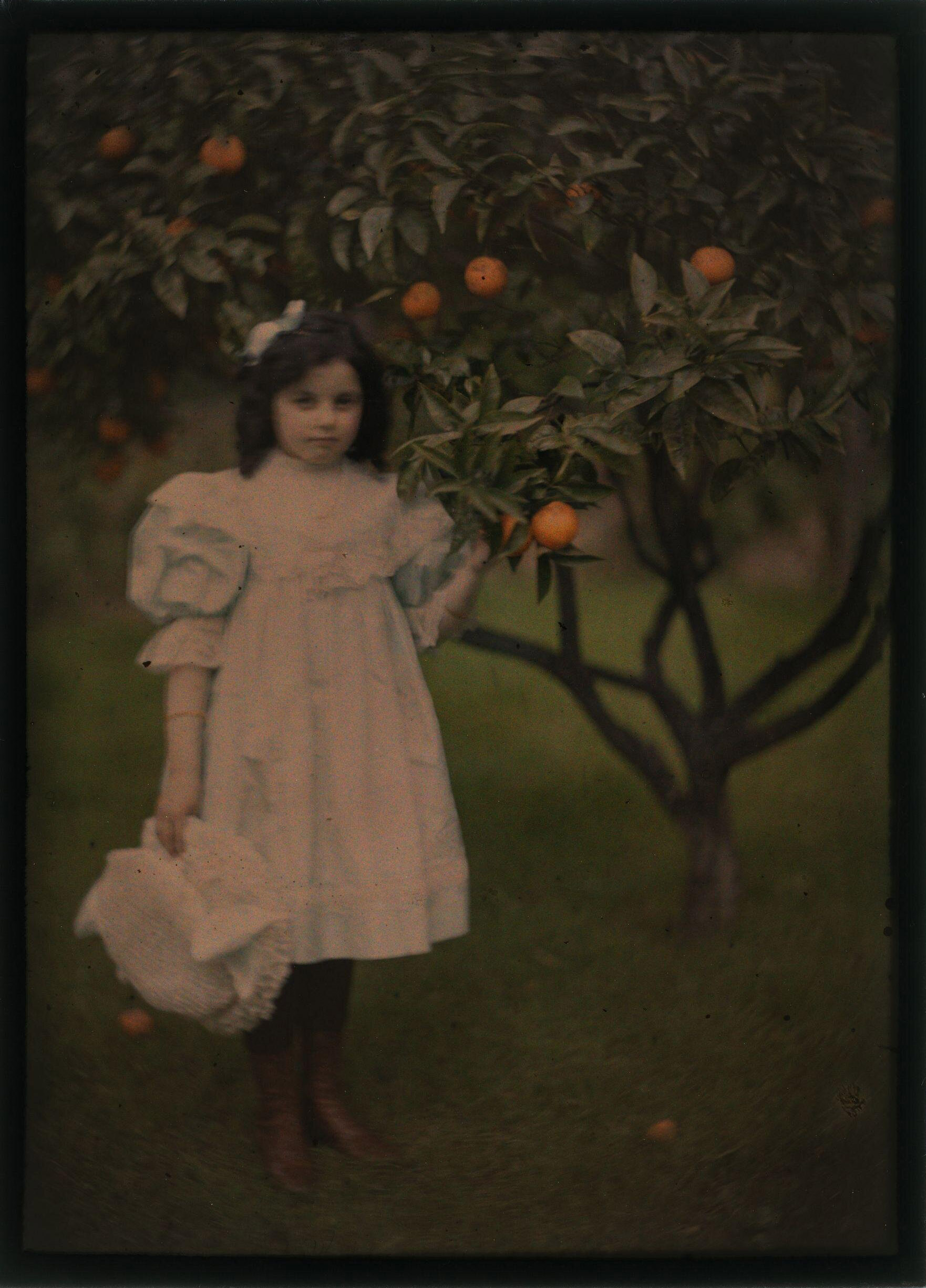 John Cimon Warburg :: 'Peggy by the Orange Tree', Autochrome, 1909. Photograph of a full length portrait of Warburg's daughter Peggy standing beside an orange tree. She wears a white dress and holds a white hat in her hand. She holds onto the orange tree with her other hand. | src V&A Museum