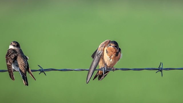Swallow Buds