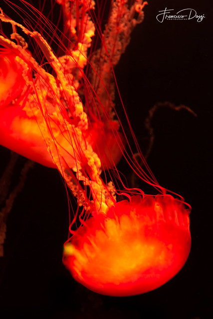 Red jellyfish in Atlantis Lost Chambers aquarium