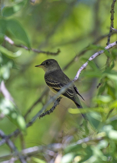 Empidonax occidentalis, Cordilleran Flycatcher
