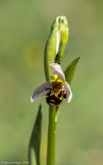 Ophrys abeille.