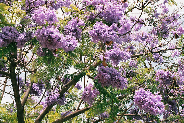 purple bloom