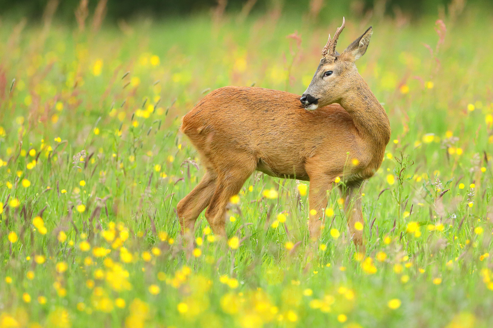 Young Roe Deer in Buttercup Meadow
