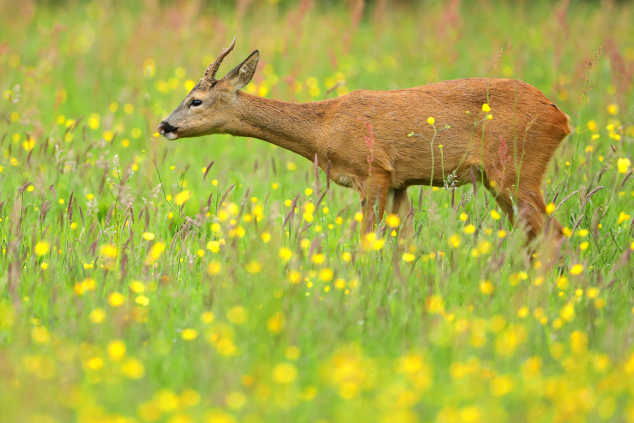 Young roe deer eating buttercups