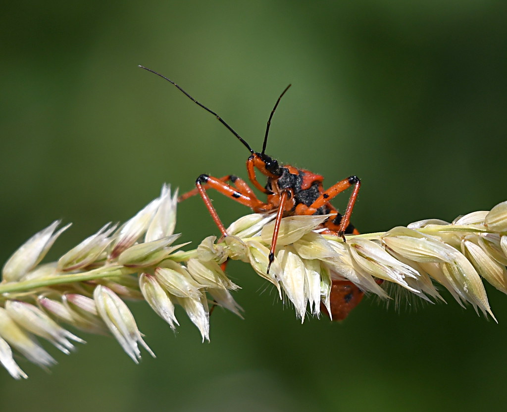 Rot Insect Rote Mordwanze | Rote Mordwanze (Rhynocoris iracundus) (c) K… | Flickr