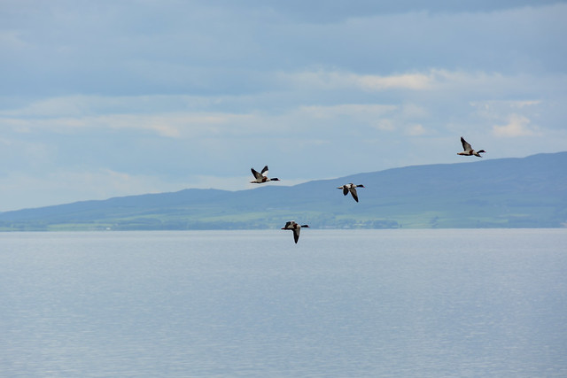 Shelducks over the Solway Firth