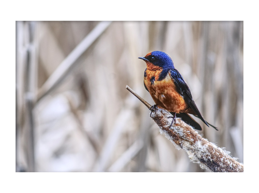 Barn Swallow ... | Glistening cobalt blue above and tawn… | Flickr