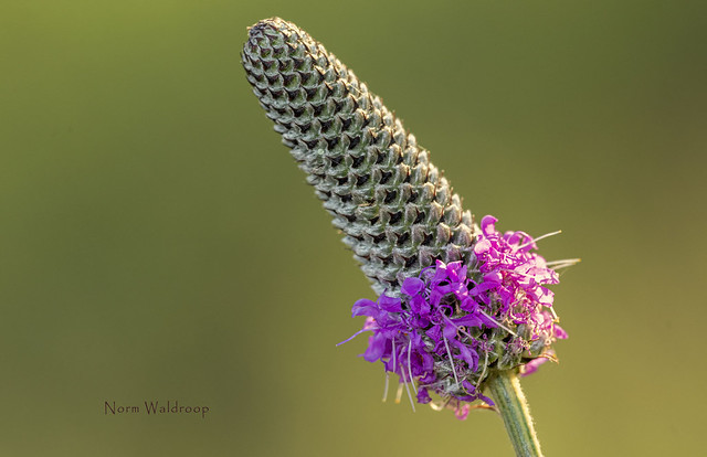 Purple Prairie Clover Flower