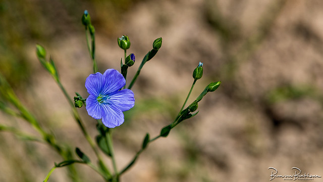 Flax one day flower