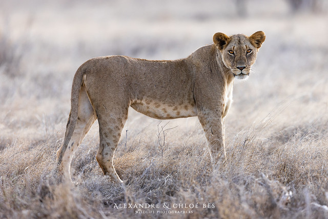 Lion - Lion - Panthera leo