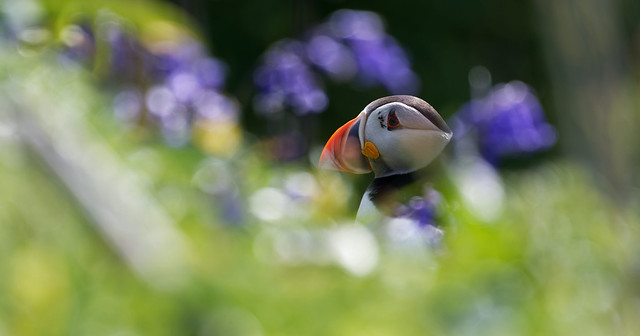 Puffin in the bluebells