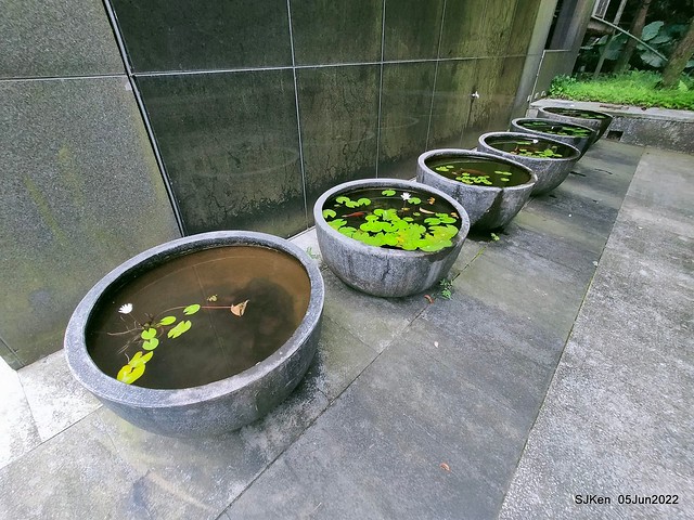 t Water Lily at Green World Hotel Nangang branch ,Taipei, Taiwan, SJKen, Jun 5, 2022.
