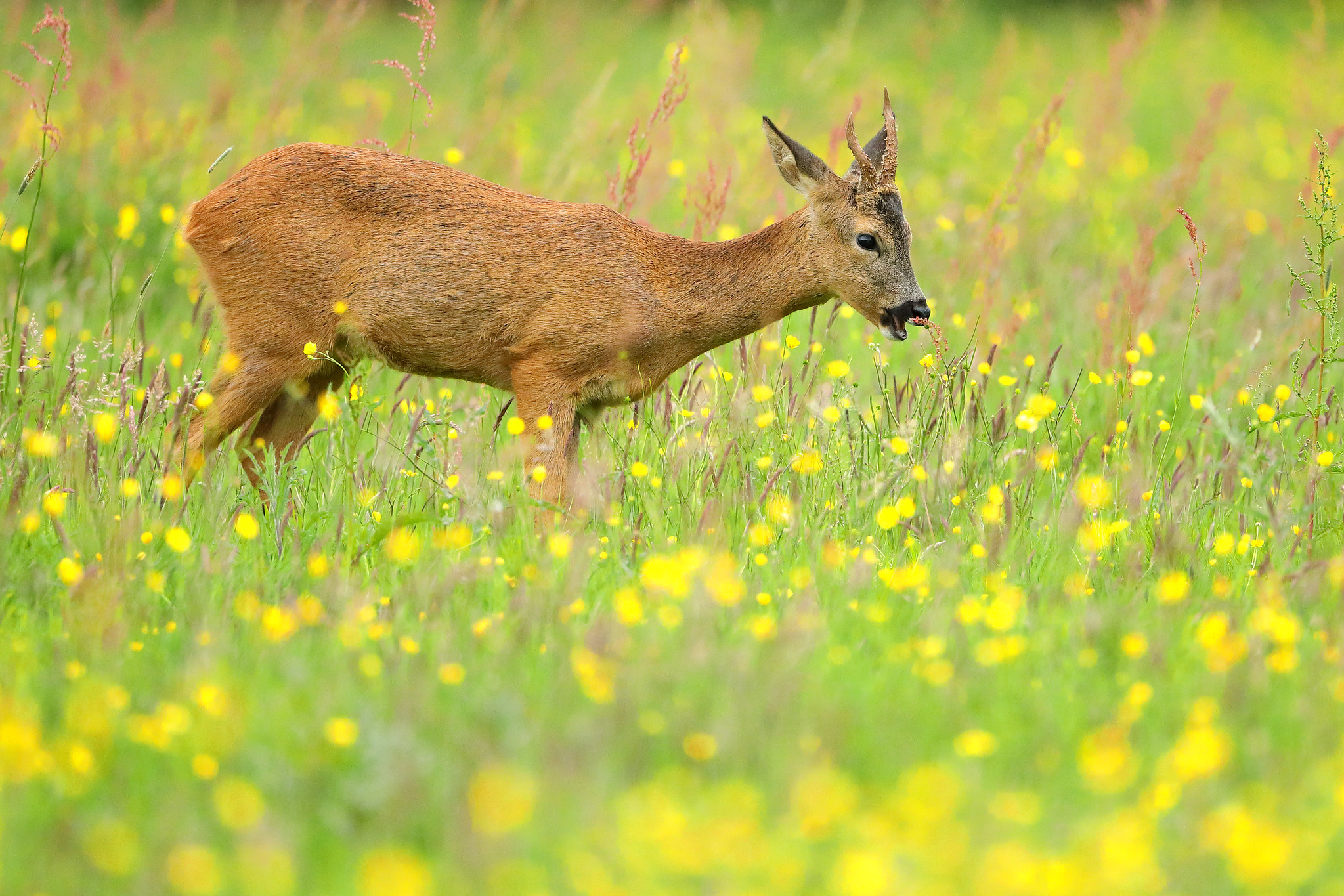 Young roe deer eating buttercups
