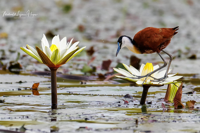 African Jacana on the lilly