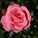 Garden Rose 2