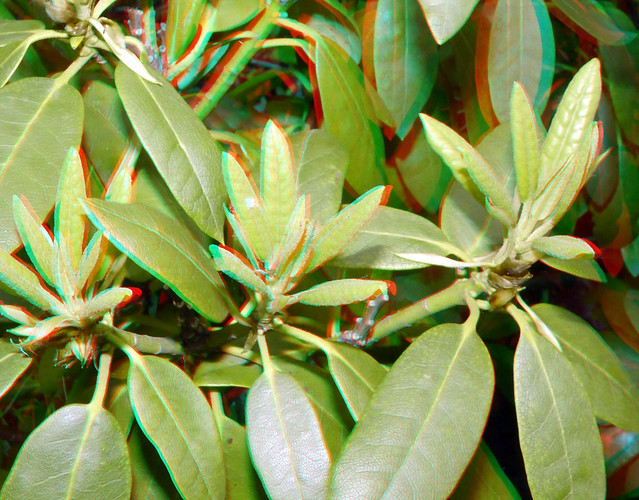 new leaves H-FT012 3D-lens G6 Lumix 3D anaglyph