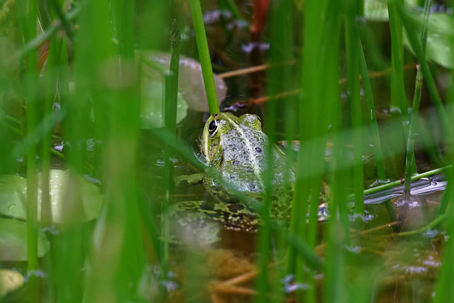 Teichfrösche / Pond frogs