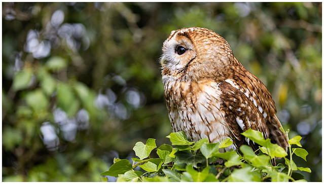 Tawny Owl at Shropshire Falconry