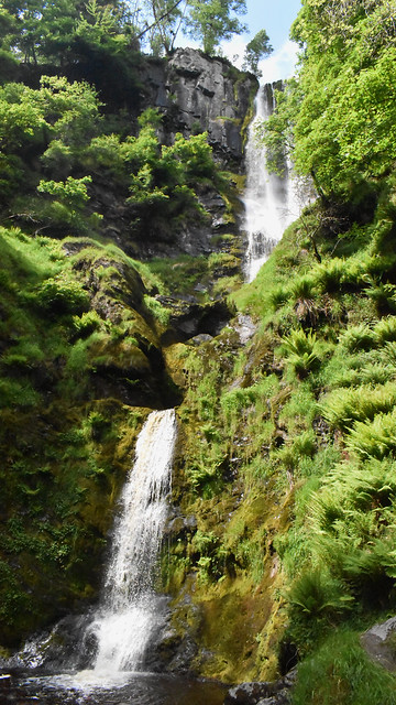 A Welsh Rainforest