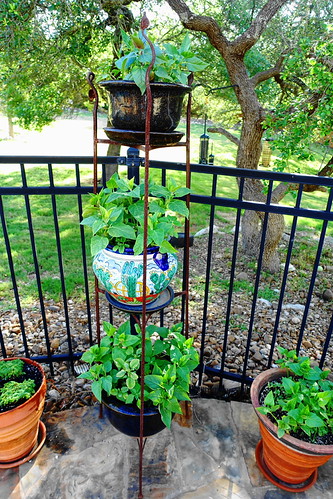 Garden | by austexican718