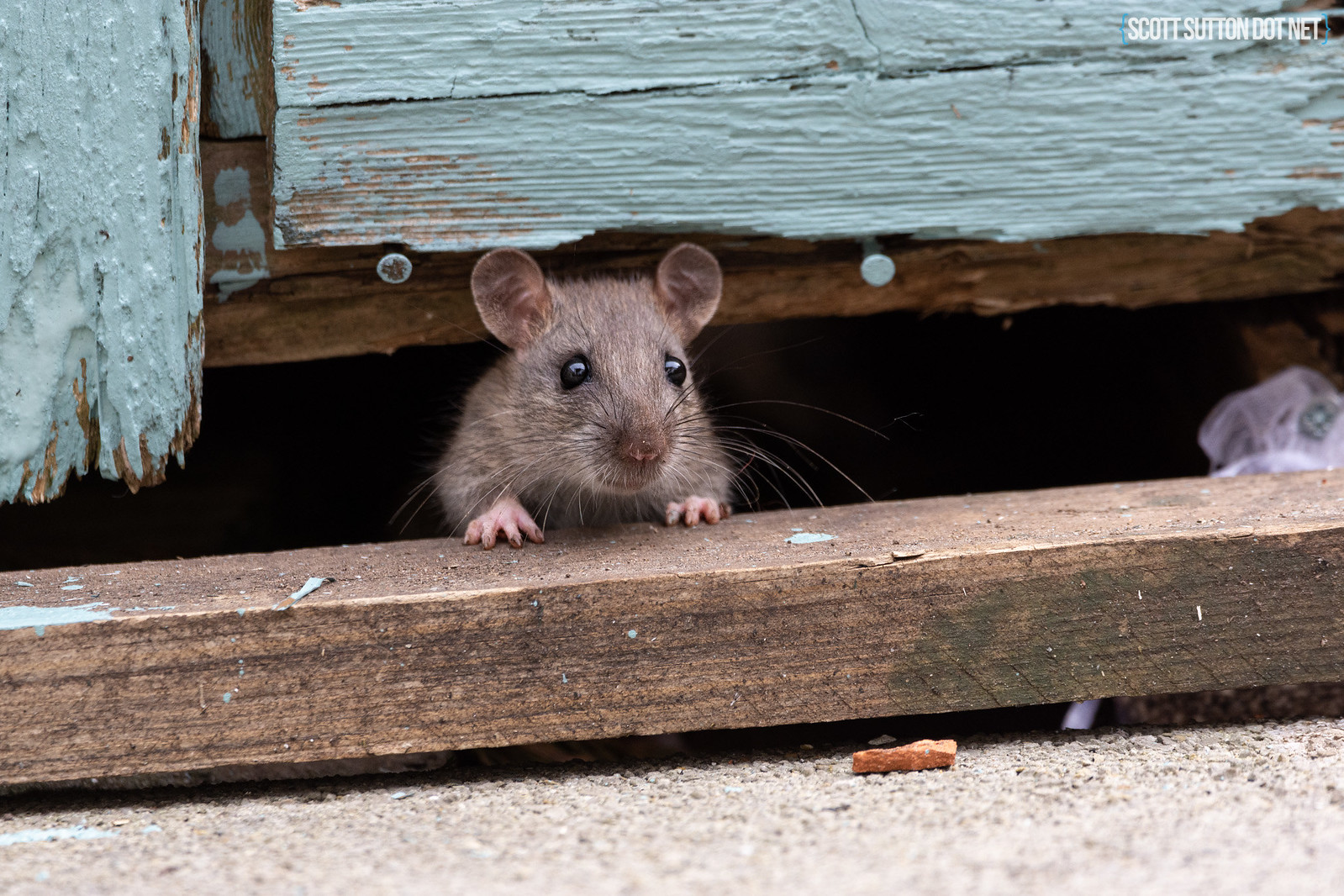 Rat in Back Garden