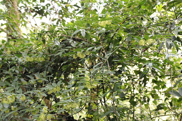 菝契科 菝契屬 台灣菝契 (全景01) 大坑5-1+5步道 Smilax lanceifolia