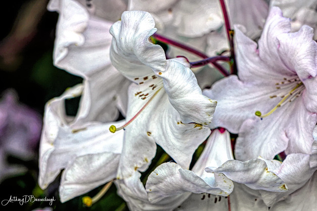 Rhododendron 143ba-1